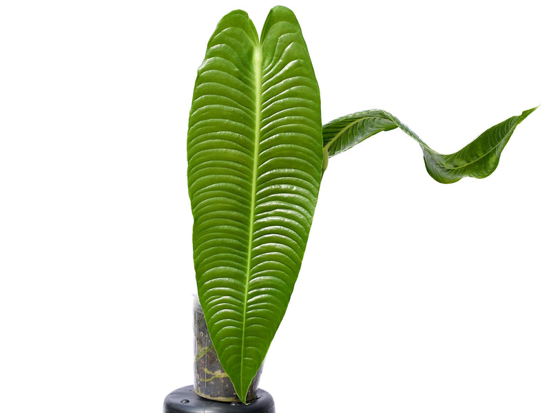 Anthurium veitchii