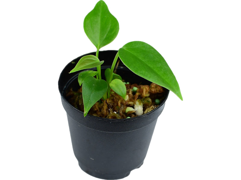 Anthurium veitchii XS (5,5cm Topf)