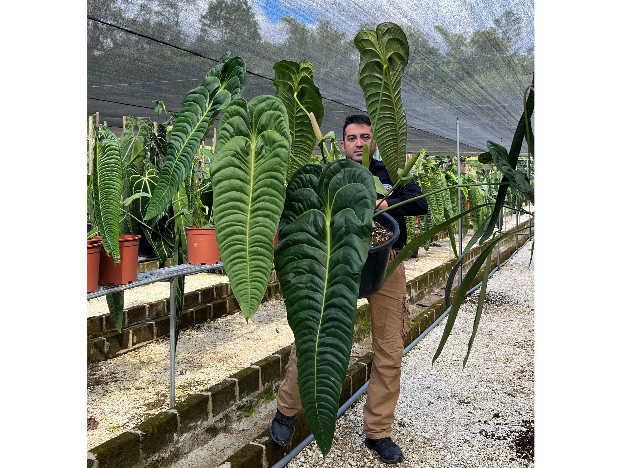 Anthurium veitchii type — Ecuagenera Europe GmbH