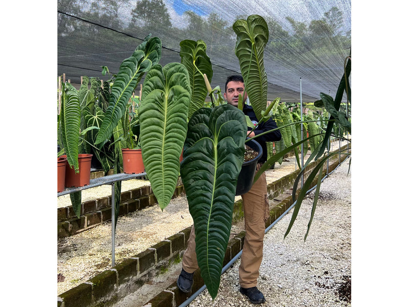 Anthurium veitchii type