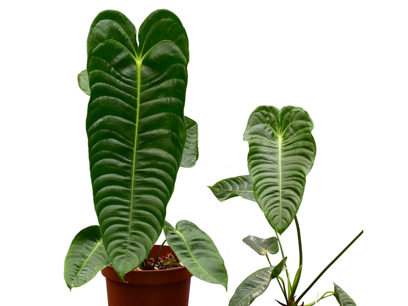 Anthurium veitchii type L
