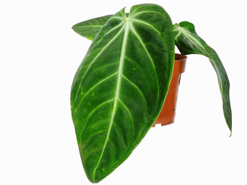 philodendron villenaorum Anthurium villenaorum — Ecuagenera Europe GmbH