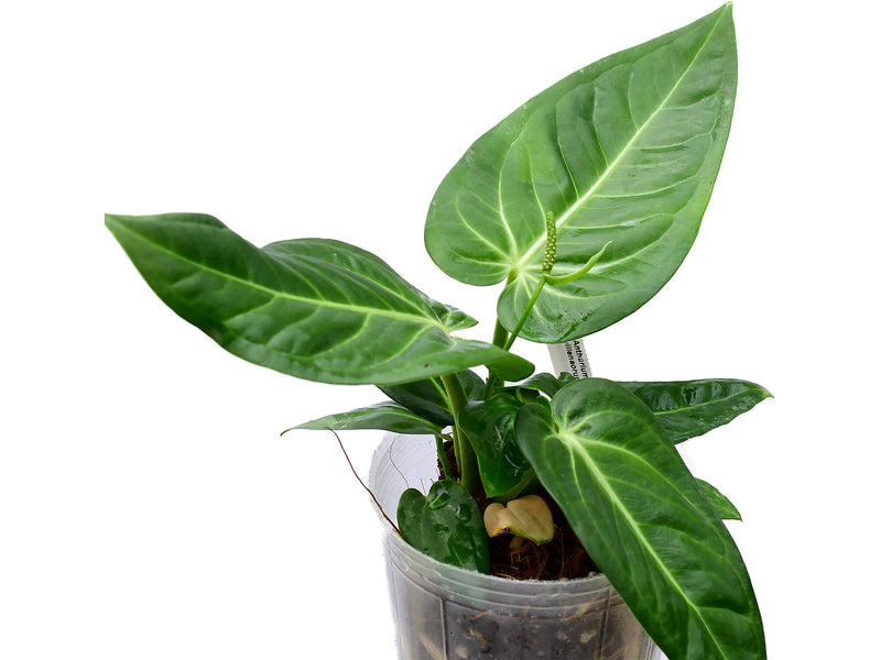 Anthurium villenaorum