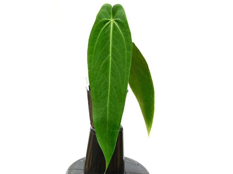 Anthurium warocqueanum 'Esmeralda'