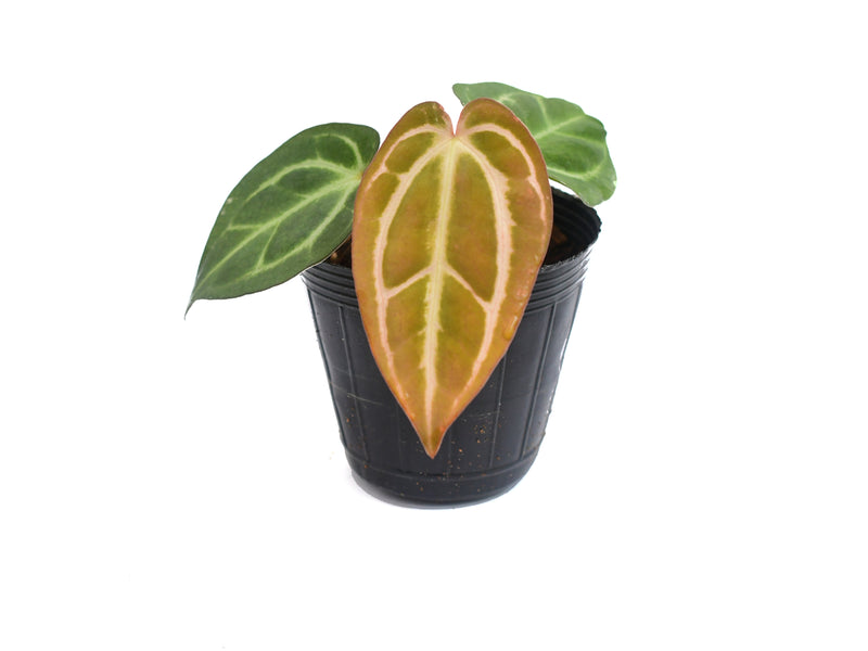 Anthurium carlablackiae S