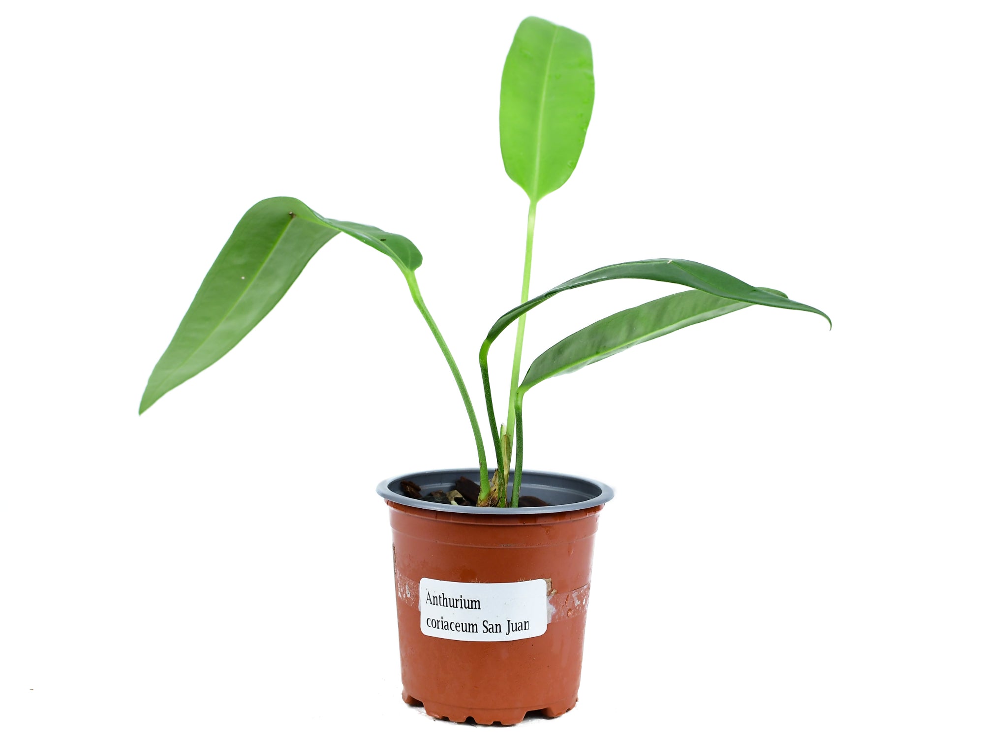 anthurium coriaceum san juan Anthurium coriaceum San Juan — Ecuagenera Europe GmbH