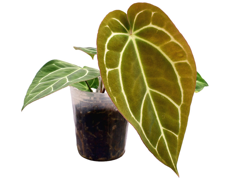 Anthurium crystallinum x Anthurium carlablackiae