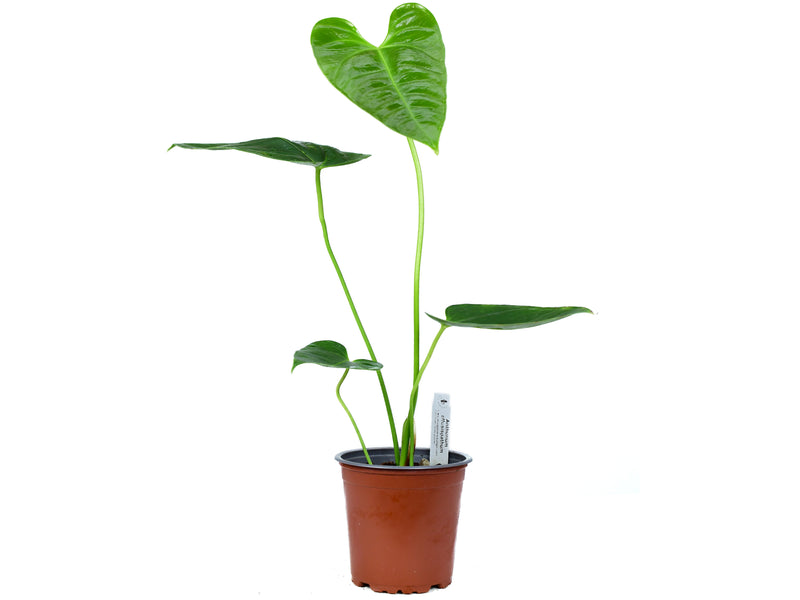 anthurium effusispathum Anthurium effusispathum — Ecuagenera Europe GmbH
