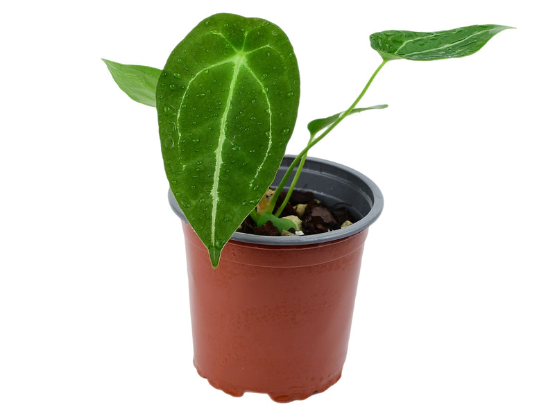 Anthurium forgetii S (Topf 11cm)