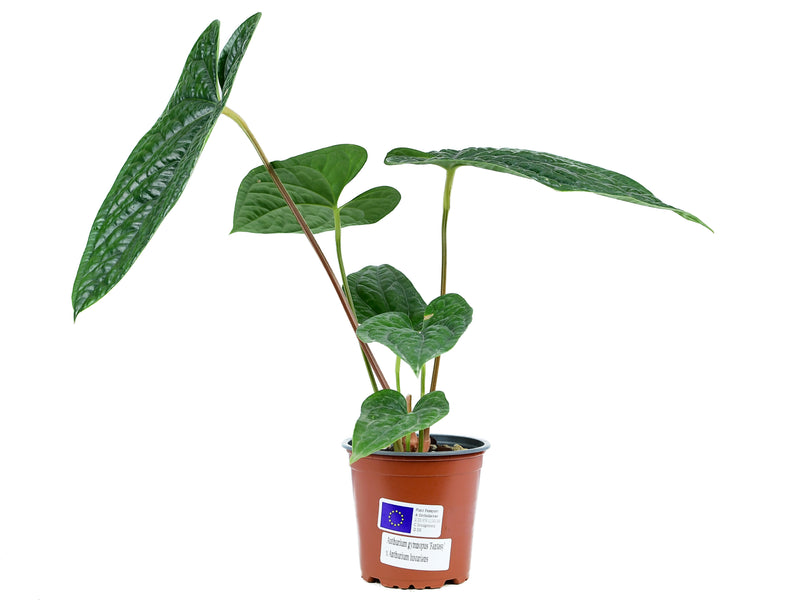 Anthurium (gymnopus 'Fantasy' x luxurians)