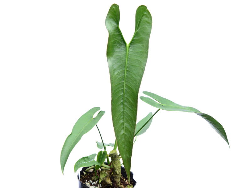 Anthurium longissimilobum