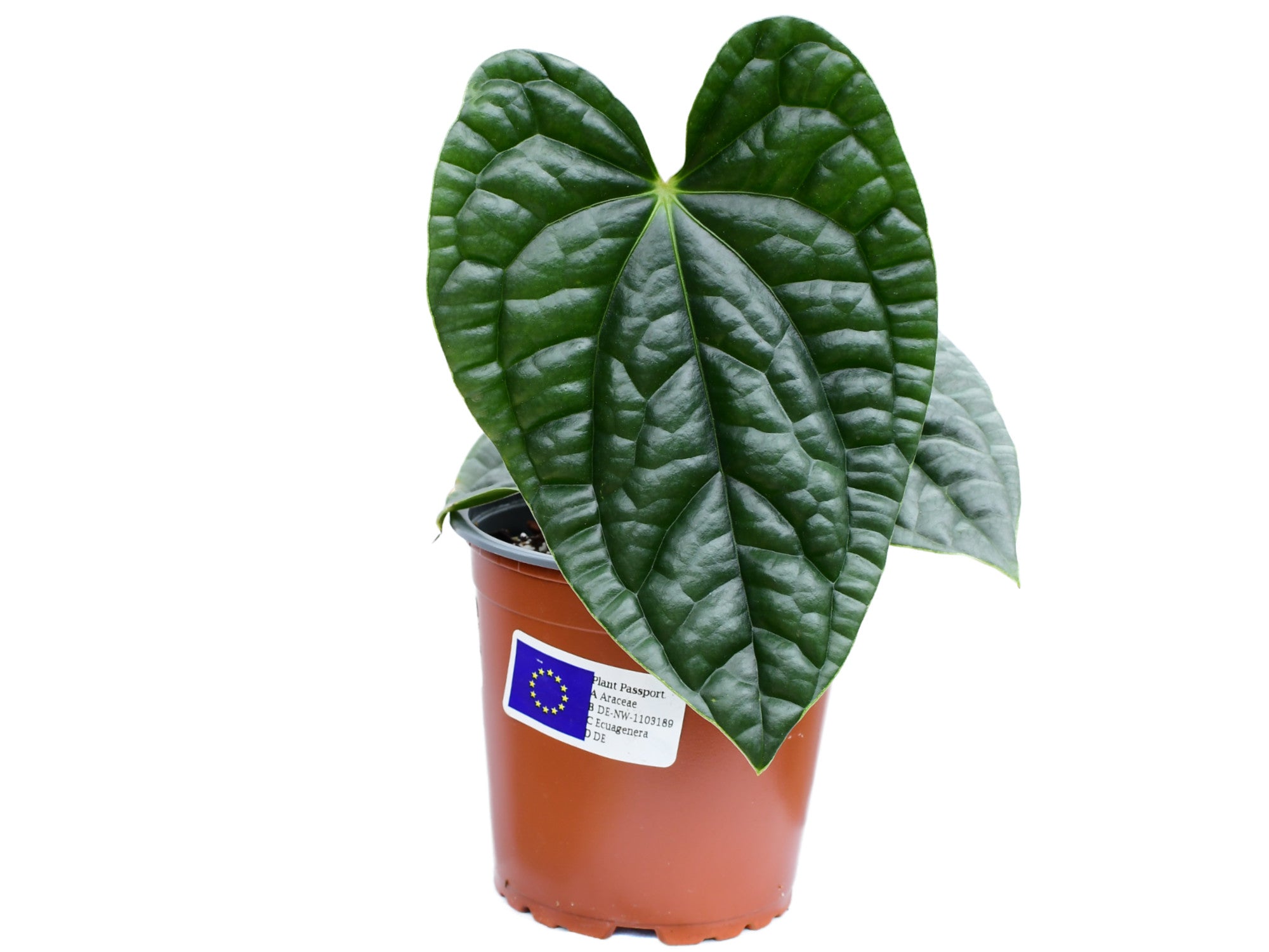 anthurium bleu flers horaires Anthurium luxurians S — Ecuagenera Europe GmbH