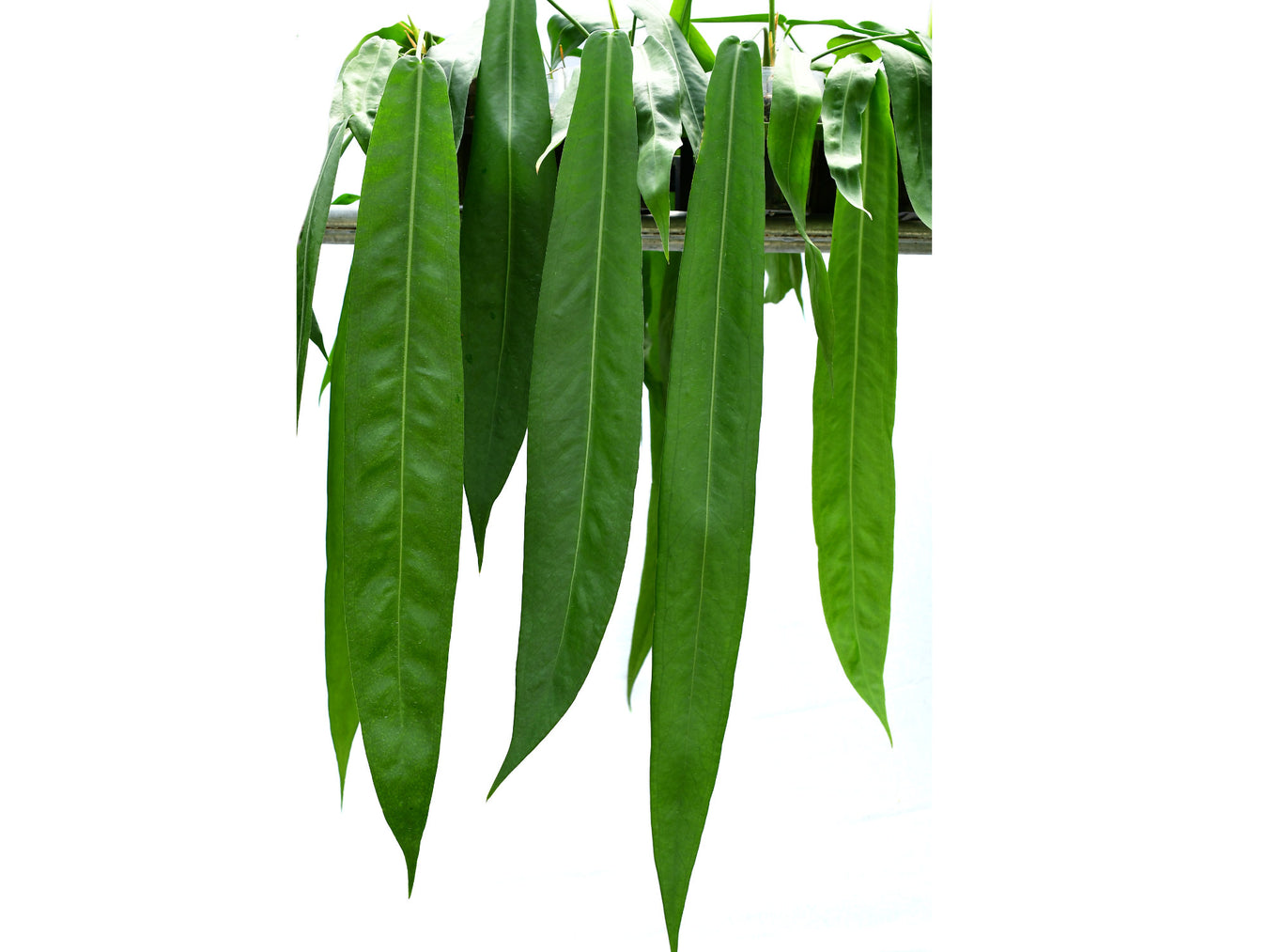 Anthurium botanische Arten und Hybriden