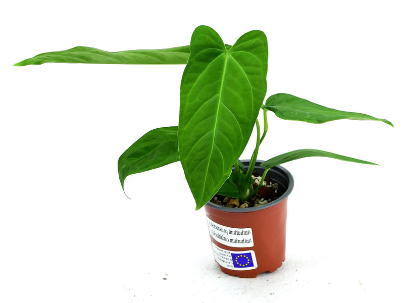 Anthurium panamense x Anthurium carlablackiae