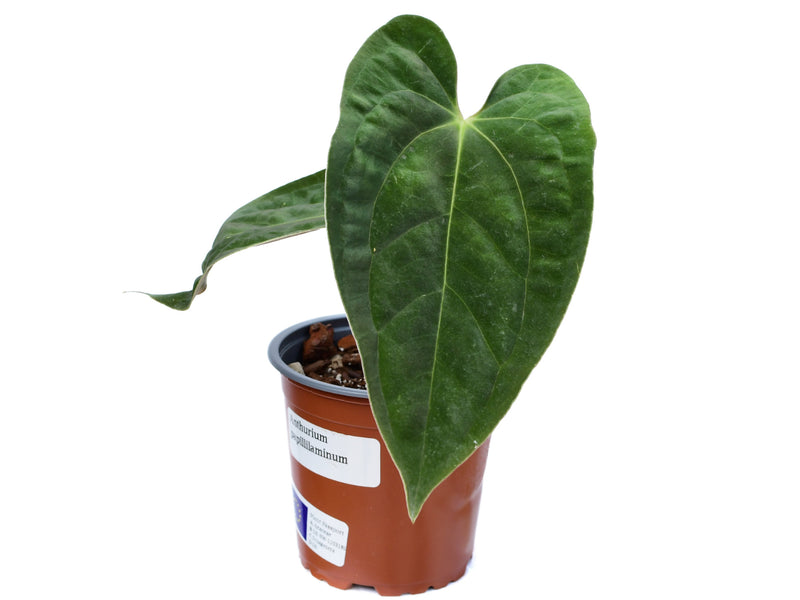 Anthurium papillilaminum S