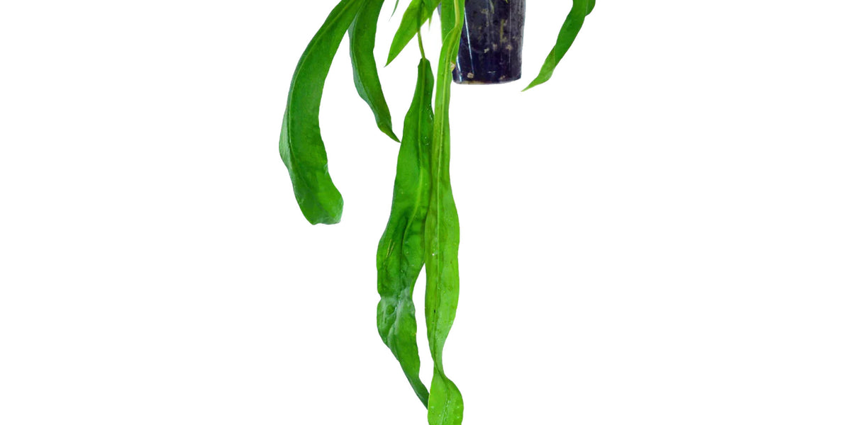 Anthurium pendens cf  Ecuagenera Europe GmbH