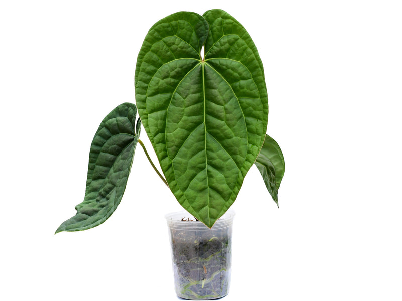 Anthurium Raven Soul