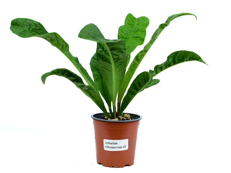 Anthurium reflexinervium cf. (Aff)