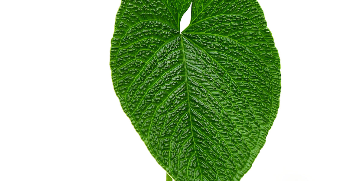 Anthurium splendidum — Ecuagenera Europe GmbH