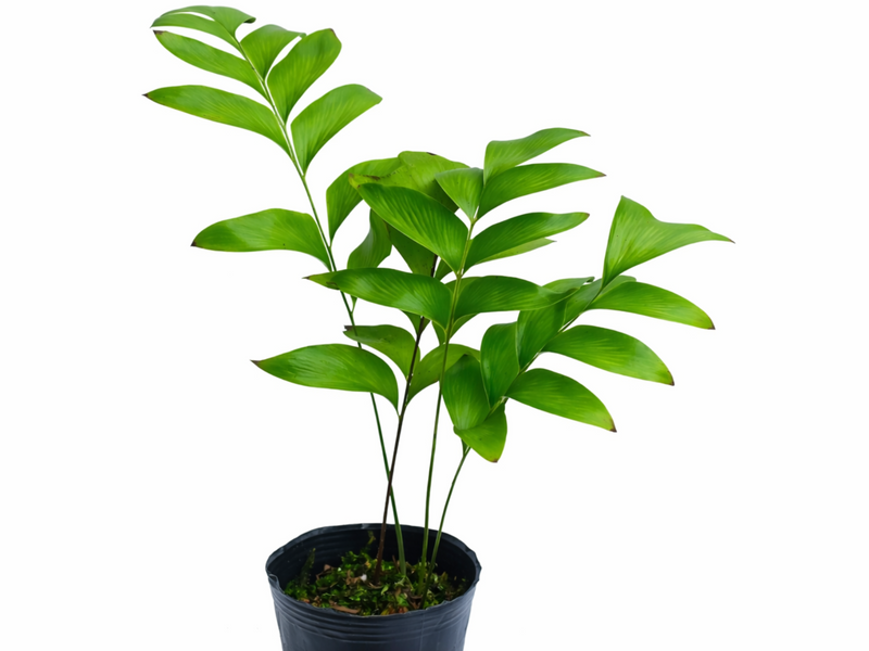 Asplenium dielfalcatum