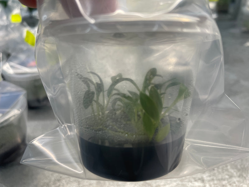 Masdevallia mendozae OP in vitro
