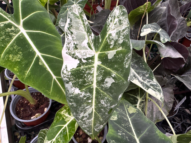 Alocasia micholitziana variegata 'Frydek' (11cm Topf)