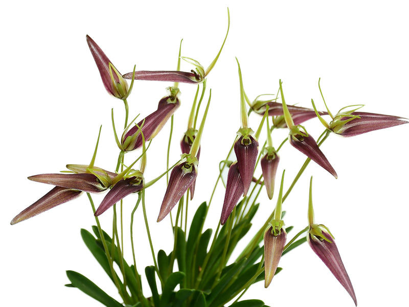 Barbosella cucullata (5 cm Topf)