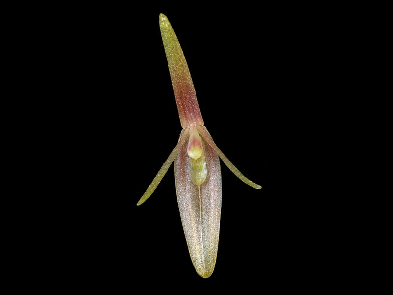 Barbosella dusenii