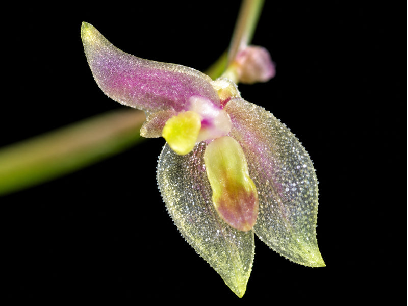 Barbosella miersii