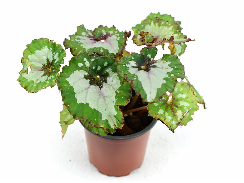 Begonia Rex 'Purple Blush'