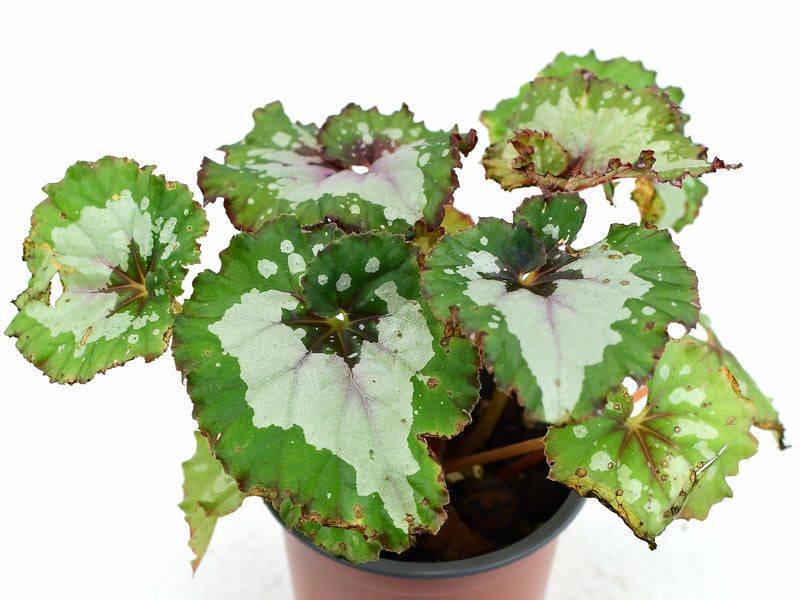 Begonia Rex 'Purple Blush'