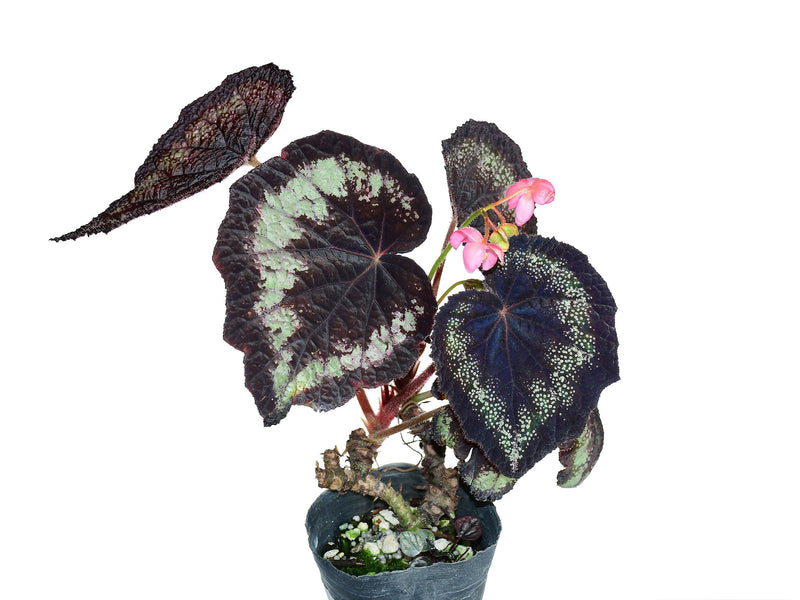 Begonia rex ‘Helen Lewis’