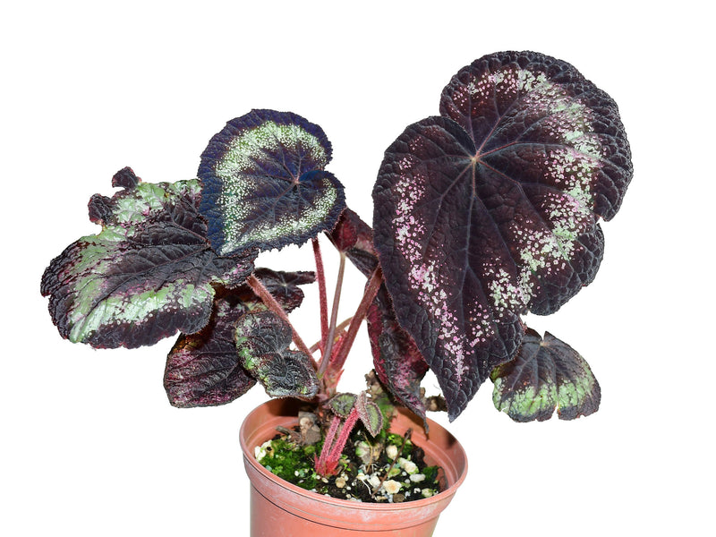 Begonia rex ‘Helen Lewis’