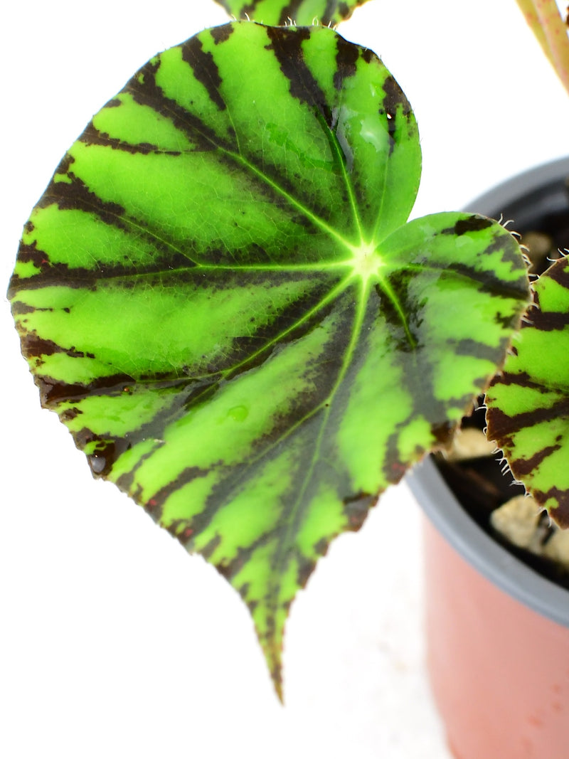 Begonia bowerae