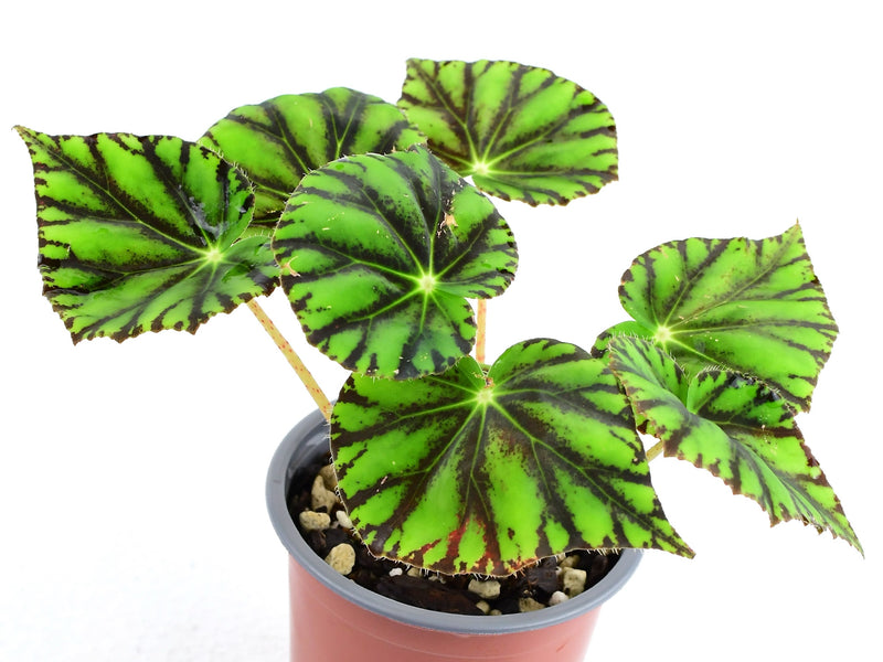 Begonia bowerae