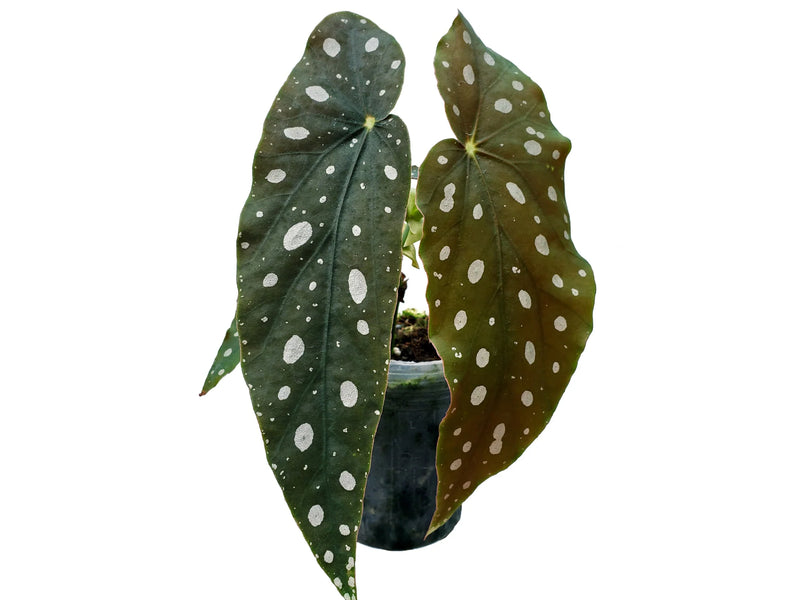 Begonia maculata