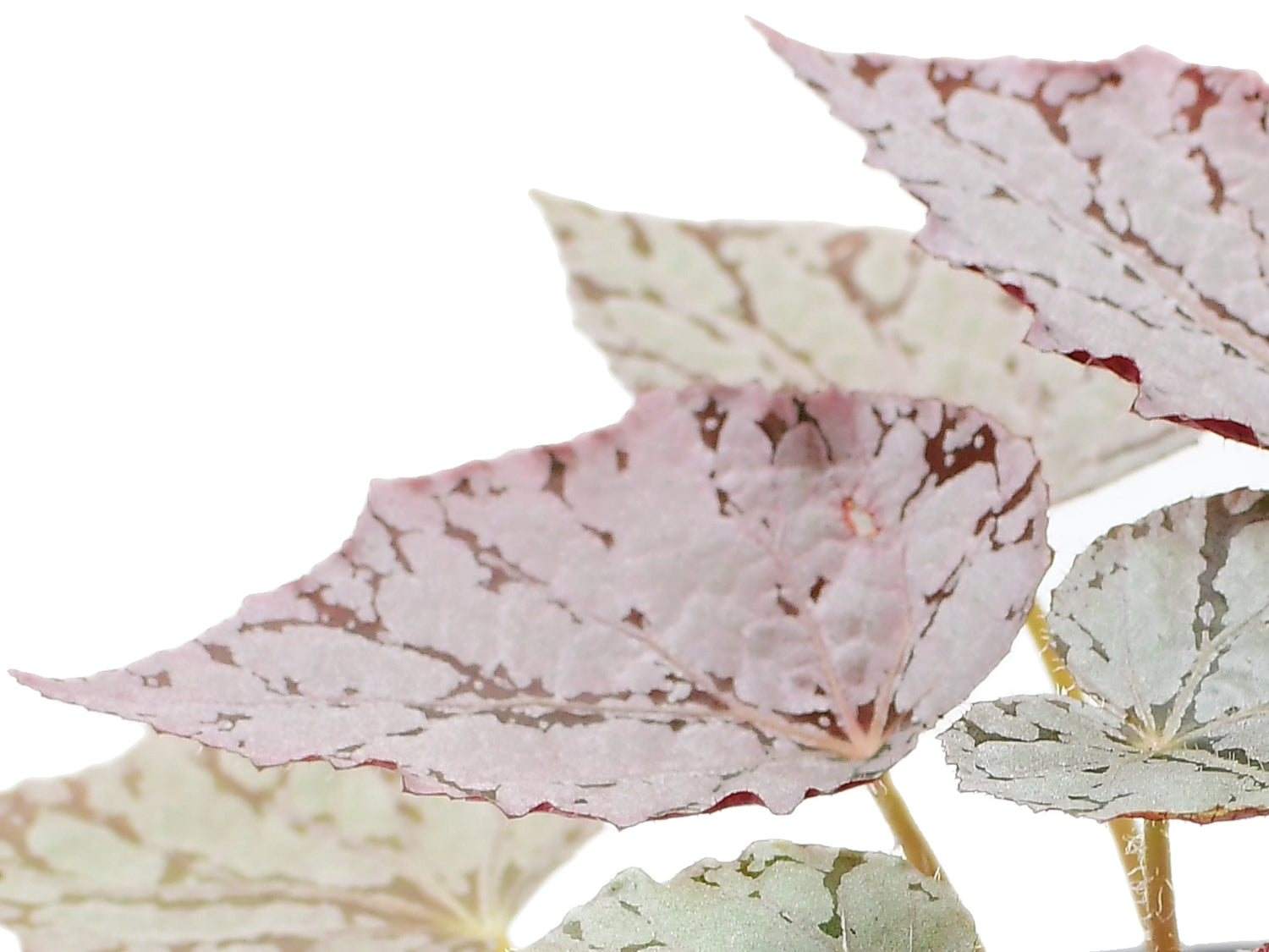 Begonia rex 'silver dollar'