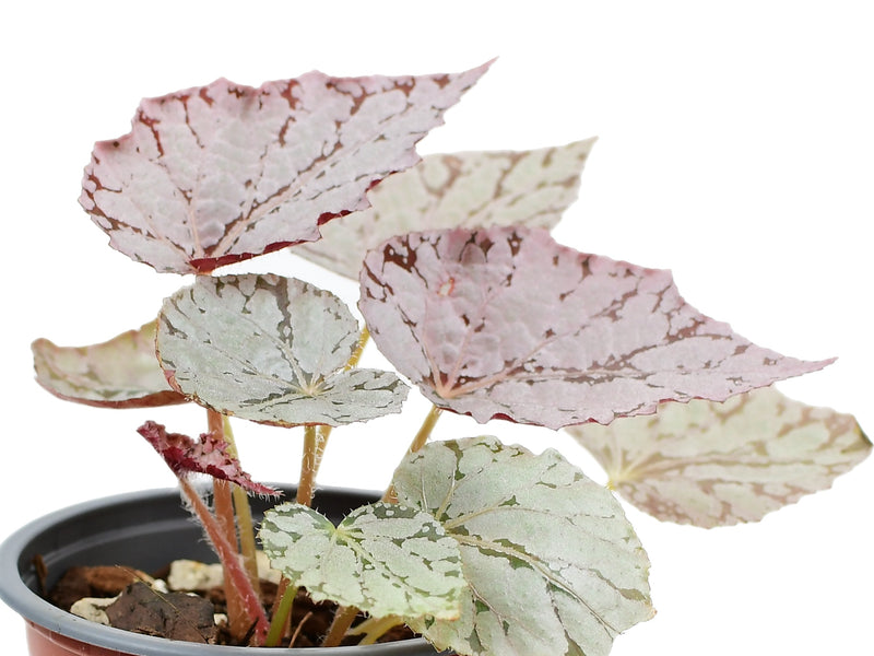 Begonia rex 'silver dollar'