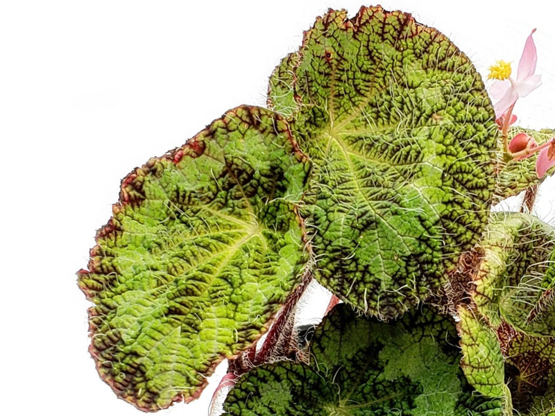 Begonia sizemoreae
