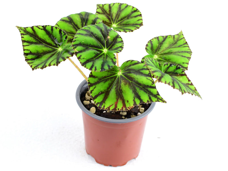 Begonia bowerae