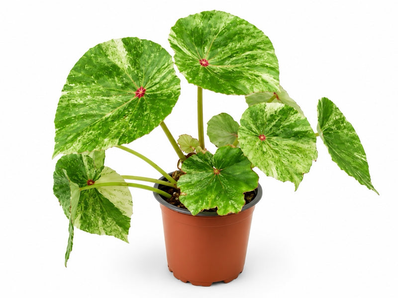 Begonia conchifolia 'Rouge Variegata'