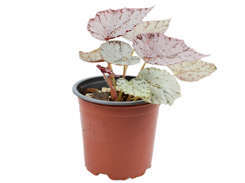 Begonia rex 'silver dollar'
