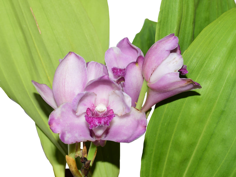 Bifrenaria tyrianthina