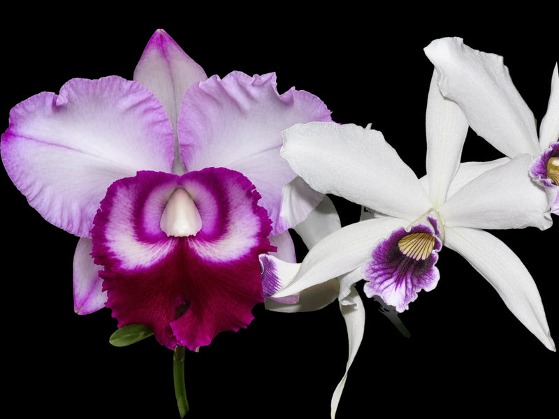 Blc. Chief Journey 'First Choice' x L.purpurata var. Uba Tuba  OP in vitro