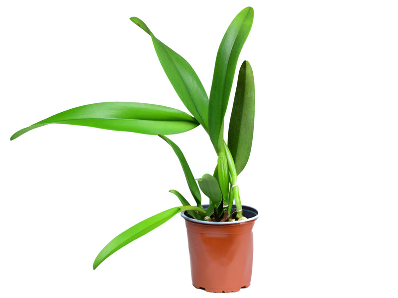 Rhyncholaeliocattleya Bob Crowder