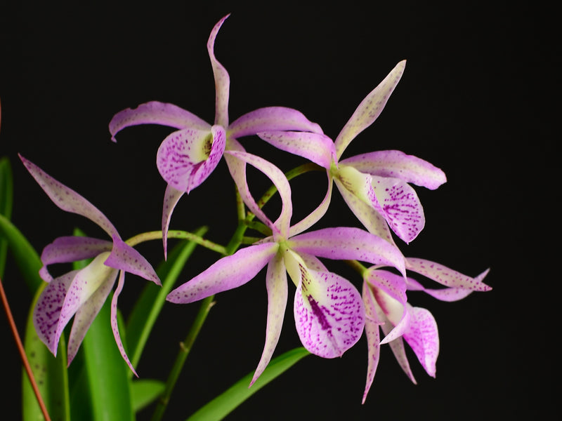 Brassanthe Maikai (10 cm Ampeltopf)