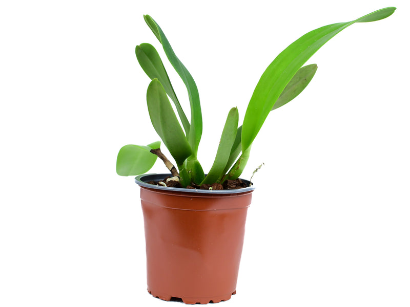 Rhyncholaeliocattleya (Rlc. Edison Lojano x Blc. Chia King)