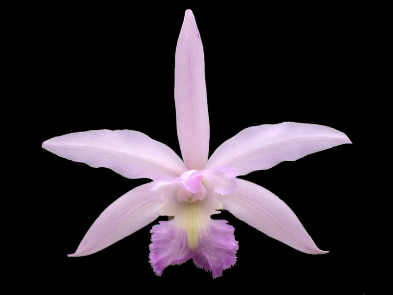 Rhyncholaeliocattleya Cordelia