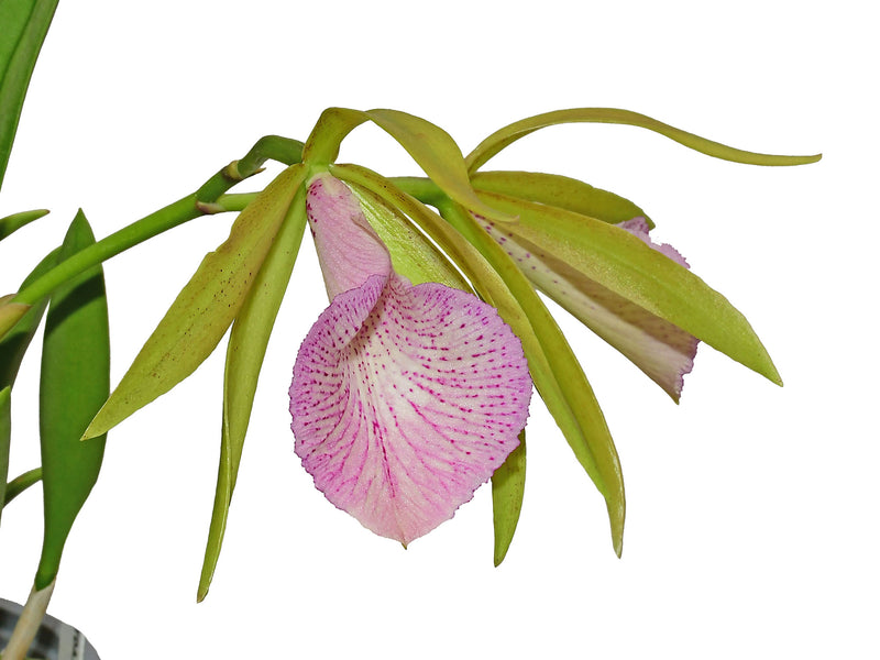 Brassocattleya Ecuagenera