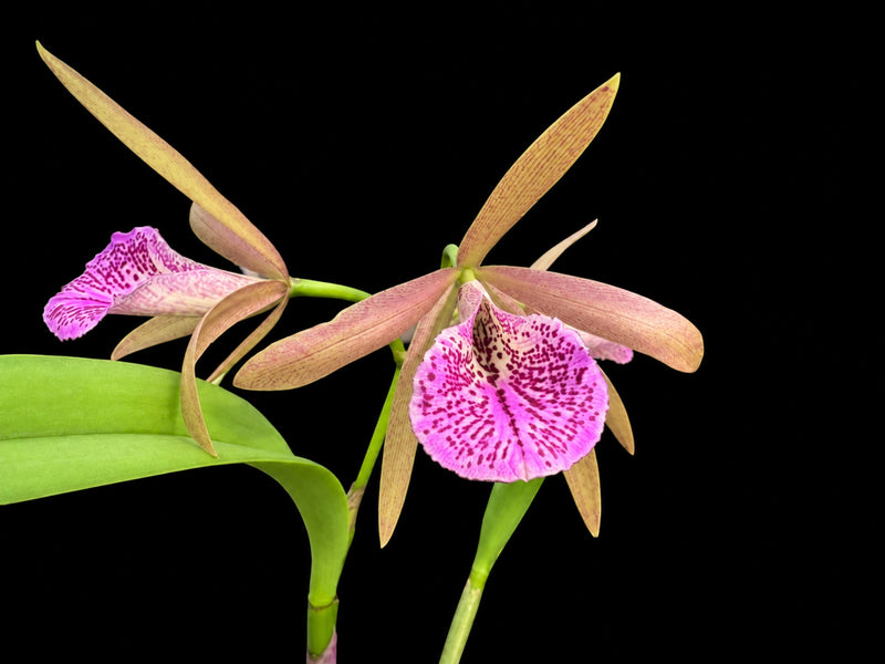 Brassocattleya Ecuagenera